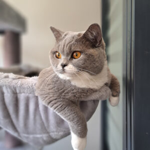 Kattenhotel en dierenopvang in Overdinkel - Gemeente Losser