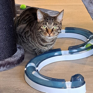 Kattenhotel en kattenpension bij Gelderland