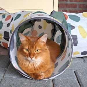 Kattenhotel De Klimhoeve - buitenspelen katten omgeving Losser