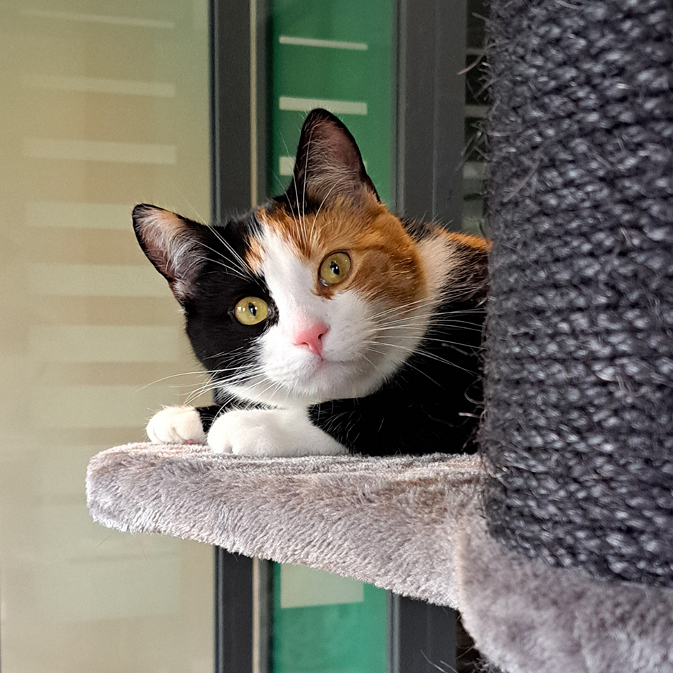 Kattenhotel Twente Klimhoeve Pension