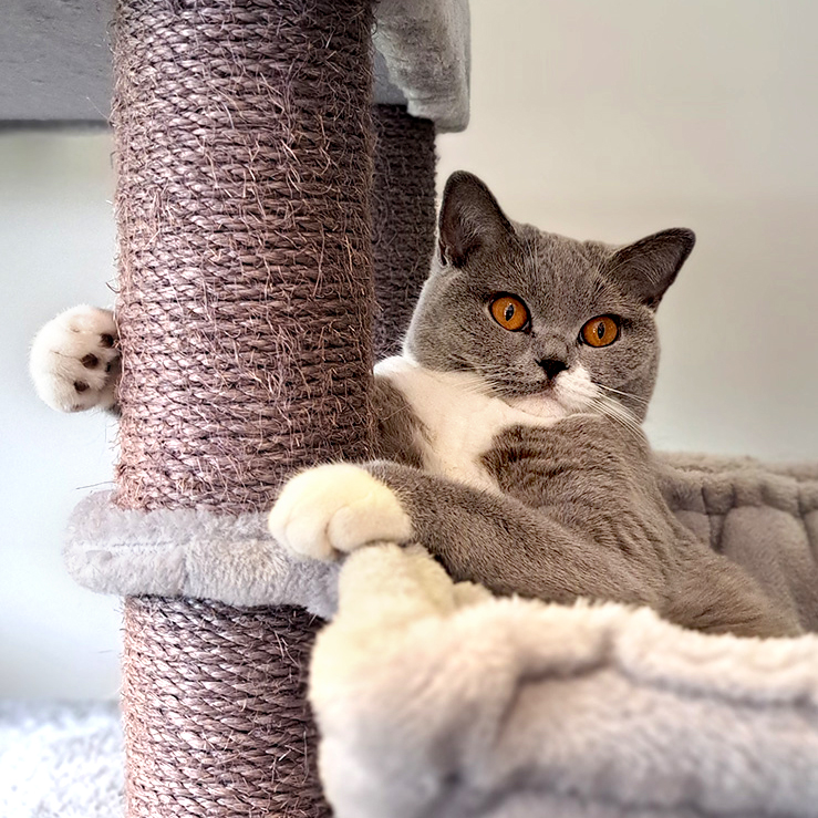 Kattenhotel Twente Klimhoeve Pension