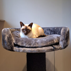 Kattenhotel en opvang - kattenpension bij Drenthe