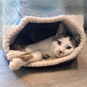 Kattenopvang Kattenpension in Losser vlakbij Gronau