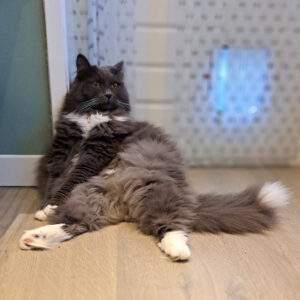 Kattenopvang en poezenhotel vlakbij Hengelon, Enschede en Almelo