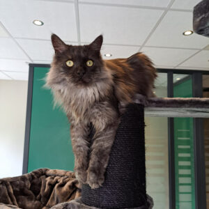 Kattenpension met goede verzorging - Vakantieopvang in Overijssel