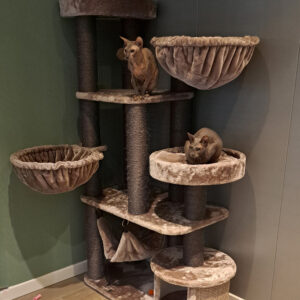 Luxe privekamers voor katten bij kattenhotel de Klimhoeve in Overijssel