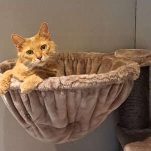 Luxe privekamers met goede verzorging bij kattenhotel de Klimhoeve in Twente