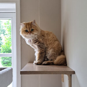 Klimhoeve katzenpension in Overijssel