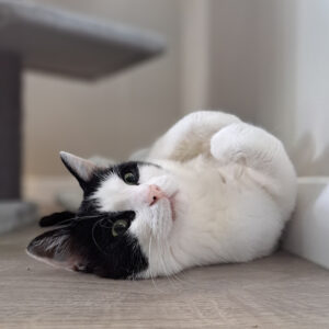 Poezenopvang vakantieopvang bij poezenhotel in Overijssel