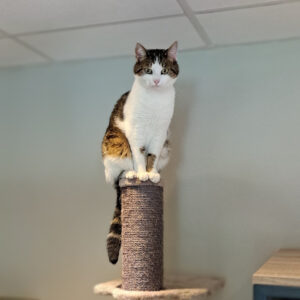 Poezenpension - kattenopvang - vakantieverblijf voor katten in Twente